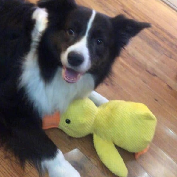 Giocattolo Anatra Rilassante Per Cani – Compagno Di Gioco E Di Relax